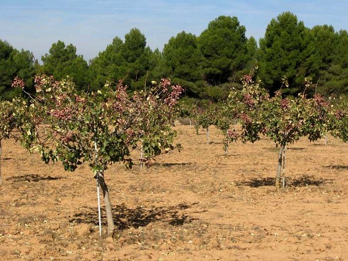 Plantacion de pistacho joven